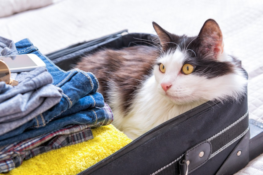 kot w walizce